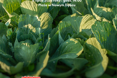 Święto Kapusty z młodzieżowym akcentem – głosujemy na smaki lata!